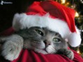 /album/fotogaleria-uvodna-stranka1/christmas-cat-jpg1/